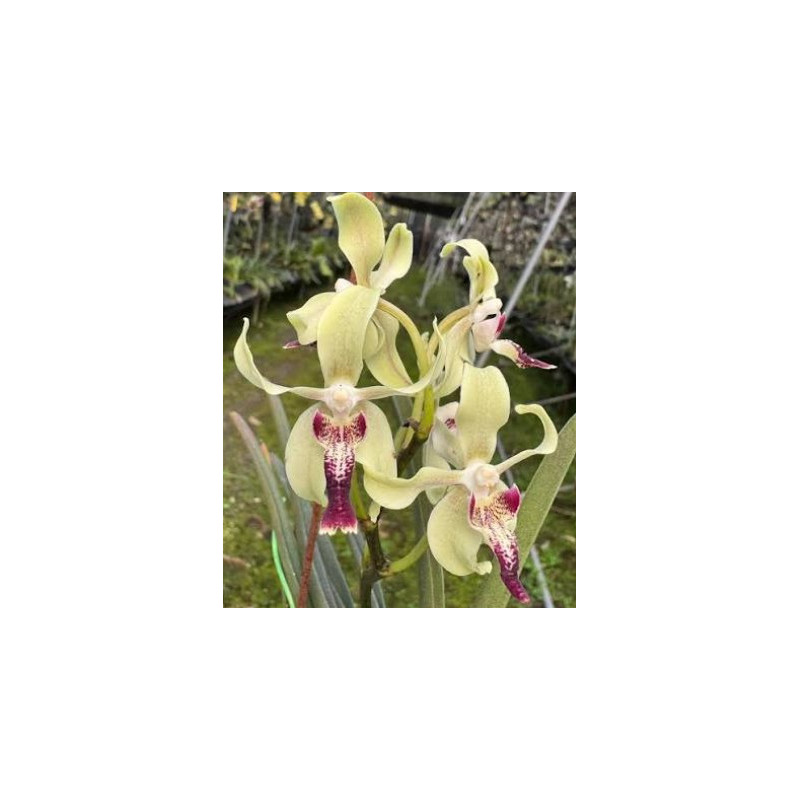 IMPORT - Paravanda cinnamon crisp - Papilionanda Tan Chay Yan × Vanda tessellata