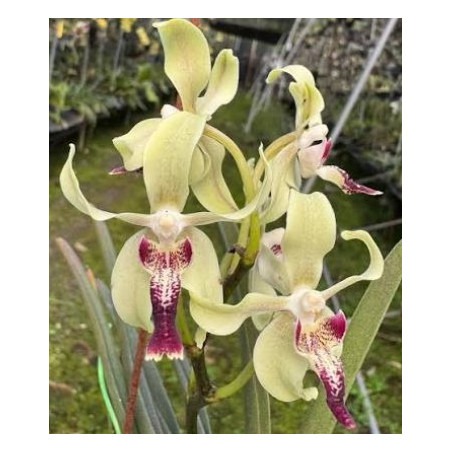 IMPORT - Paravanda cinnamon crisp - Papilionanda Tan Chay Yan × Vanda tessellata