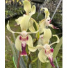 IMPORT - Paravanda cinnamon crisp - Papilionanda Tan Chay Yan × Vanda tessellata