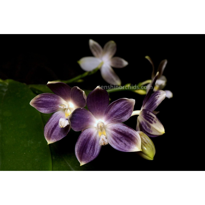 IMPORT - Phalaenopsis tetraspis f. livida faerie's little sister