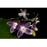 IMPORT - Phalaenopsis tetraspis f. livida faerie's little sister