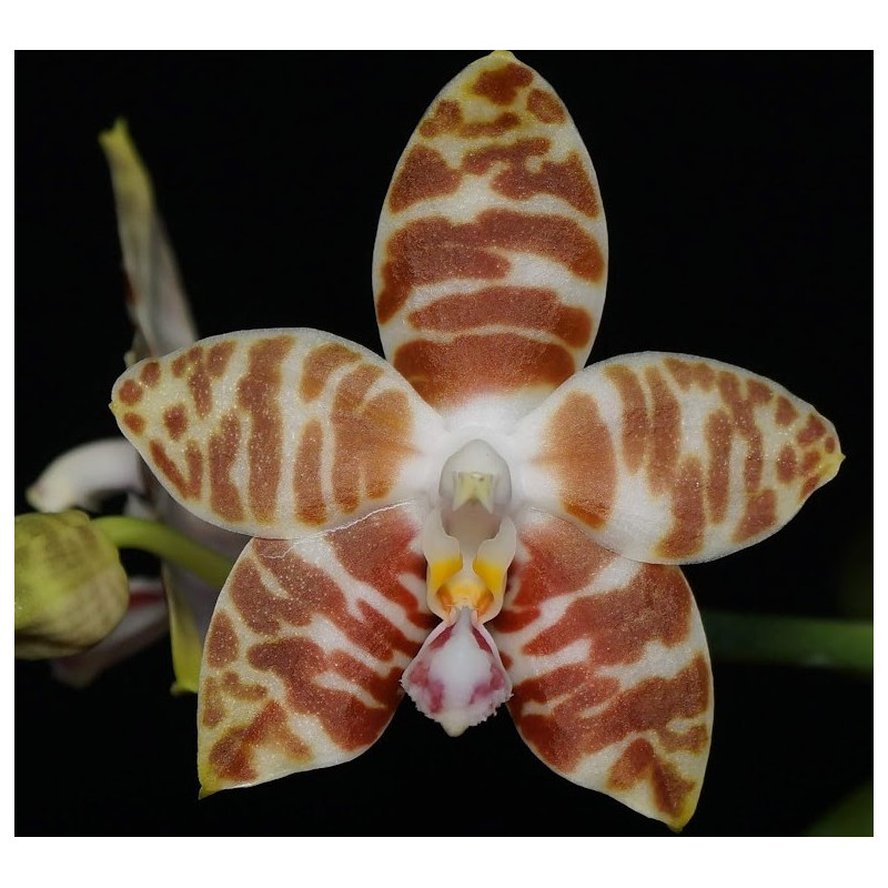 IMPORT - Phalaenopsis amboinensis
