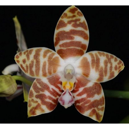 IMPORT - Phalaenopsis amboinensis