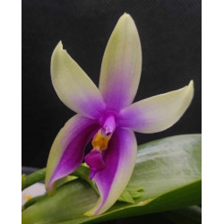 IMPORT - Phalaenopsis bellina fire shape