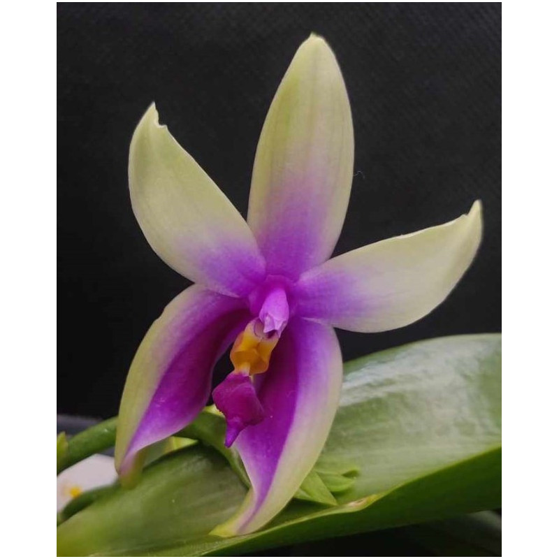 IMPORT - Phalaenopsis bellina fire shape