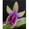 IMPORT - Phalaenopsis bellina fire shape