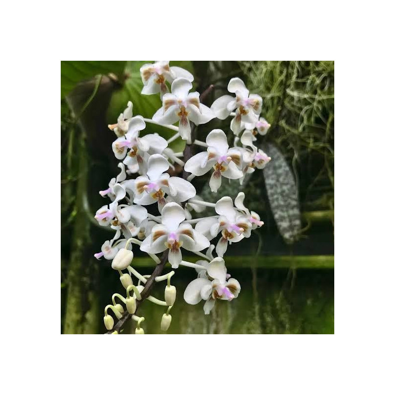 IMPORT - Phalaenopsis celebensis