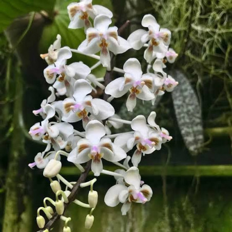 IMPORT - Phalaenopsis celebensis
