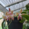 IMPORT - Phalaenopsis corningiana