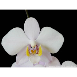 IMPORT - Phalaenopsis philippinensis