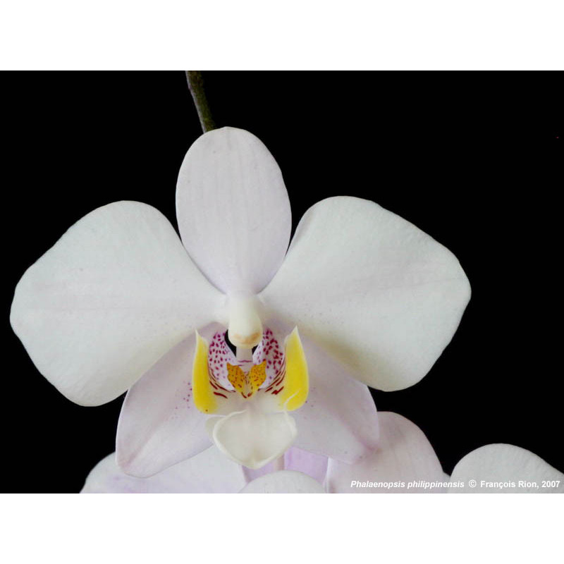 IMPORT - Phalaenopsis philippinensis