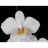 IMPORT - Phalaenopsis philippinensis