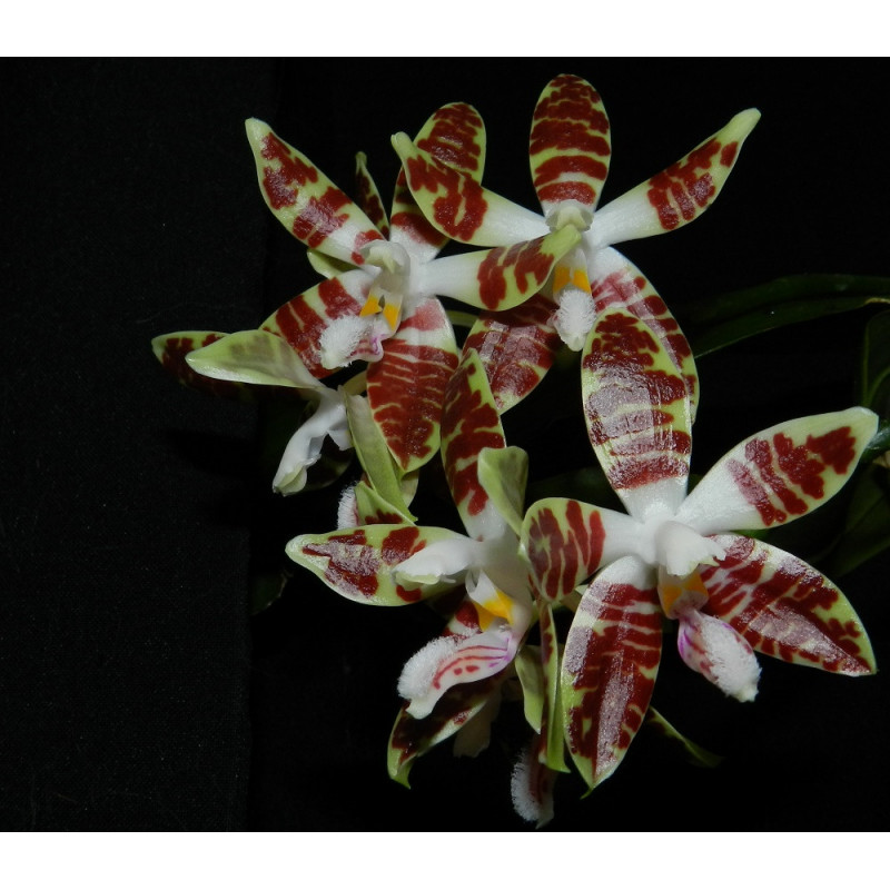 IMPORT - Phalaenopsis sumatrana
