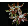 IMPORT - Phalaenopsis sumatrana