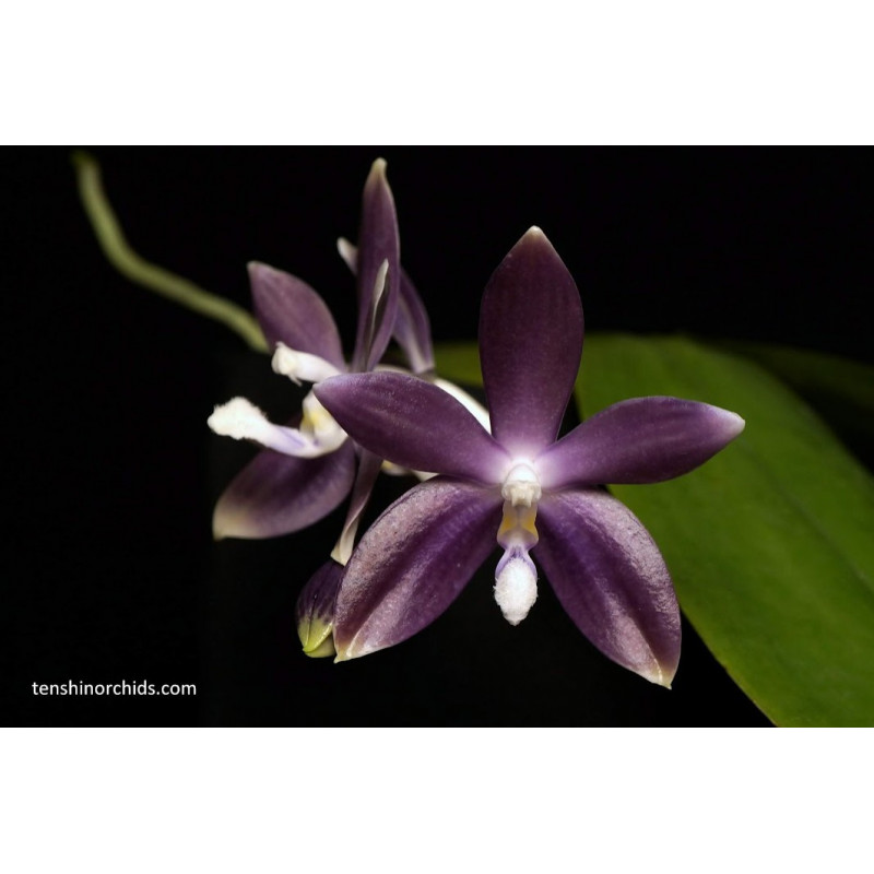 IMPORT - Phalaenopsis tetrapsis f. livida
