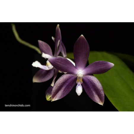 IMPORT - Phalaenopsis tetrapsis f. livida