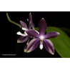 IMPORT - Phalaenopsis tetrapsis f. livida