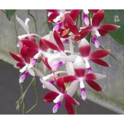 IMPORT - phalaenopsis tetraspis f christiana C1