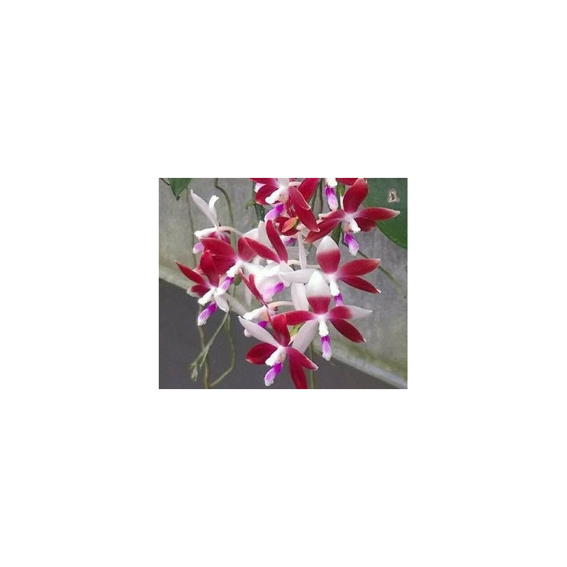 IMPORT - phalaenopsis tetraspis f christiana C1