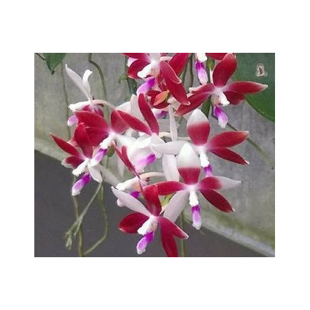 IMPORT - phalaenopsis tetraspis f christiana C1