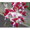 IMPORT - phalaenopsis tetraspis f christiana C1