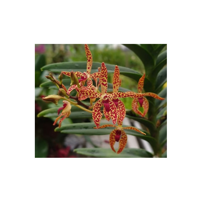 IMPORT - Renantanda Towaco - Renanthera monachica × Vanda cristata