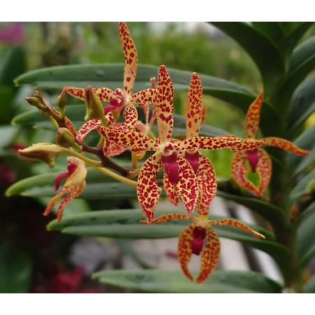 IMPORT - Renantanda Towaco - Renanthera monachica × Vanda cristata