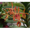 IMPORT - Renantanda Towaco - Renanthera monachica × Vanda cristata