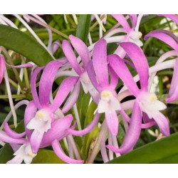 IMPORT - vanda falcata pink flower