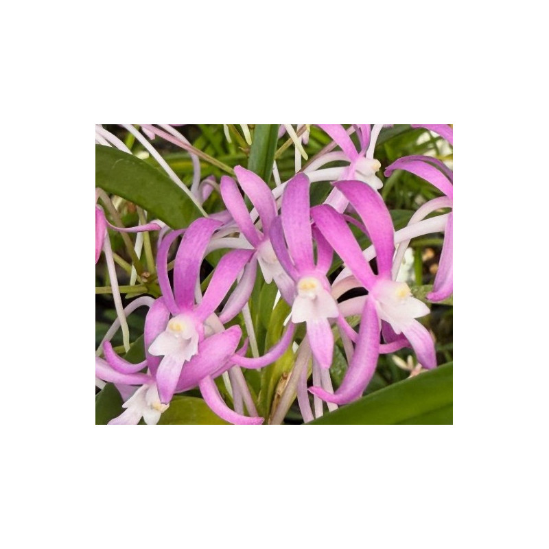 IMPORT - vanda falcata pink flower