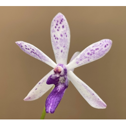 IMPORT - IMPORT - Vandachostylis TSS Taiwan Gandharva ‘Blue Dot