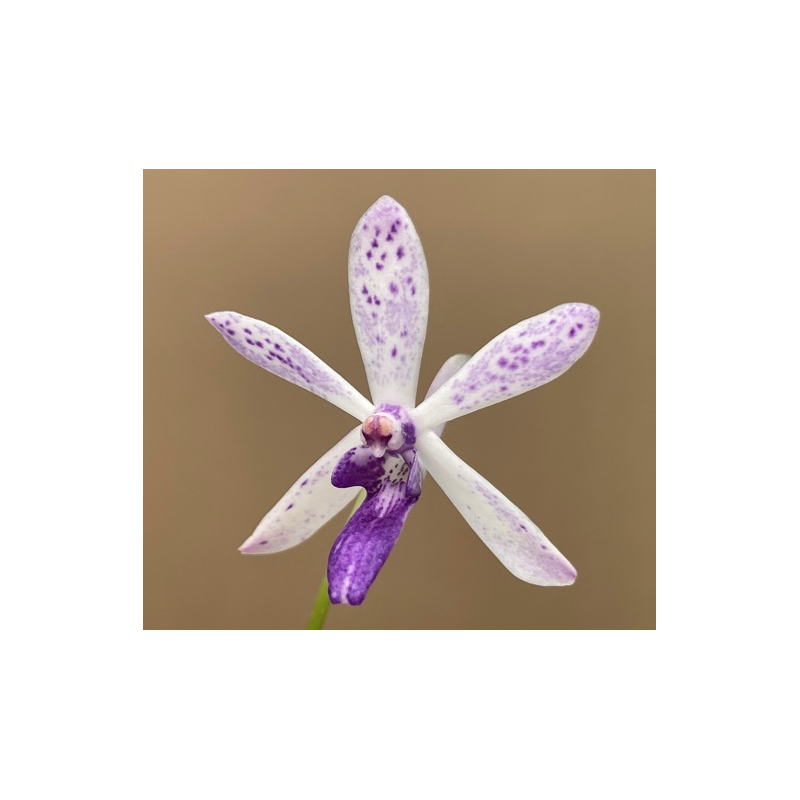 IMPORT - IMPORT - Vandachostylis TSS Taiwan Gandharva ‘Blue Dot