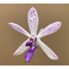 IMPORT - Vandachostylis TSS Taiwan Gandharva ‘Blue Dot