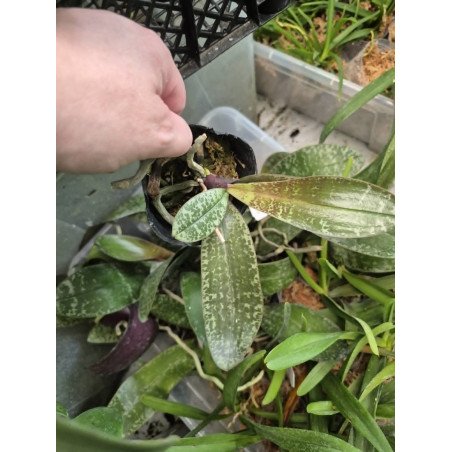IMPORT - Phalaenopsis philippinensis