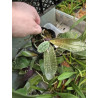 IMPORT - Phalaenopsis philippinensis