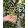 IMPORT - Paravanda cinnamon crisp - Papilionanda Tan Chay Yan × Vanda tessellata