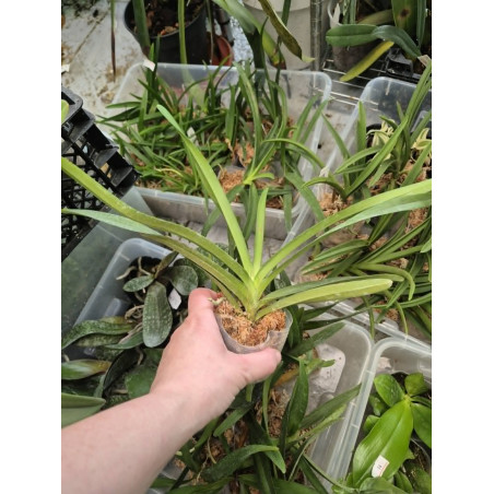 IMPORT - Aranda Twinkle Star - Arachnis labrosa × Vanda miniata