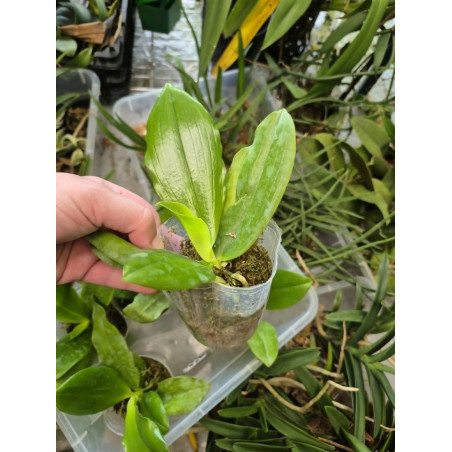 IMPORT - Phalaenopsis tetrapsis f. livida