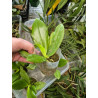 IMPORT - Phalaenopsis tetrapsis f. livida