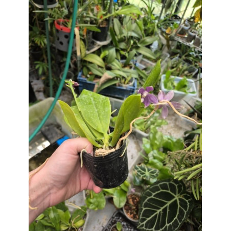 IMPORT - Phalaenopsis tetraspis f. livida faerie's little sister