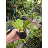 IMPORT - Phalaenopsis tetraspis f. livida faerie's little sister