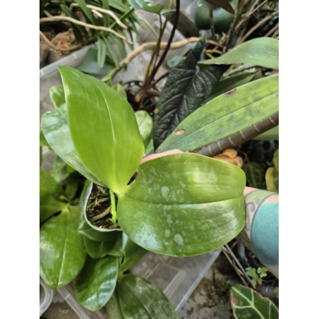 IMPORT - Phalaenopsis bellina fire shape