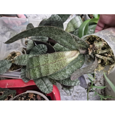 IMPORT - Phalaenopsis celebensis