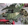 IMPORT - Phalaenopsis celebensis