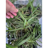 IMPORT - vanda falcata pink flower