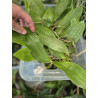 IMPORT - Phalaenopsis amboinensis