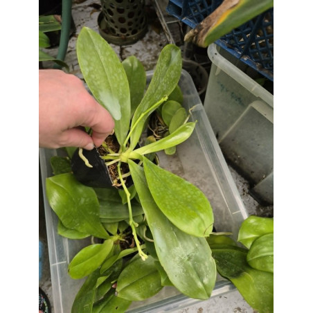 IMPORT - phalaenopsis tetraspis f christiana C1