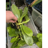 IMPORT - phalaenopsis tetraspis f christiana C1