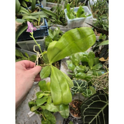IMPORT - Phalaenopsis Jennifer Palermo