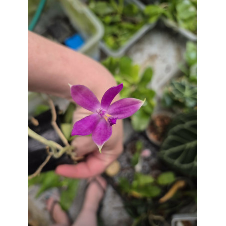 IMPORT - Phalaenopsis Jennifer Palermo